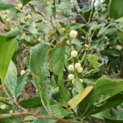 Acacia melanoxylon at Jerrabomberra, ACT - 22 Sep 2022
