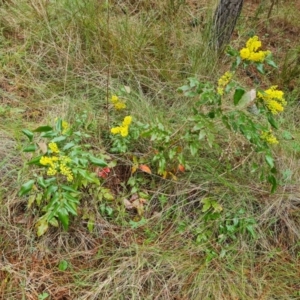 Berberis aquifolium at Jerrabomberra, ACT - 22 Sep 2022
