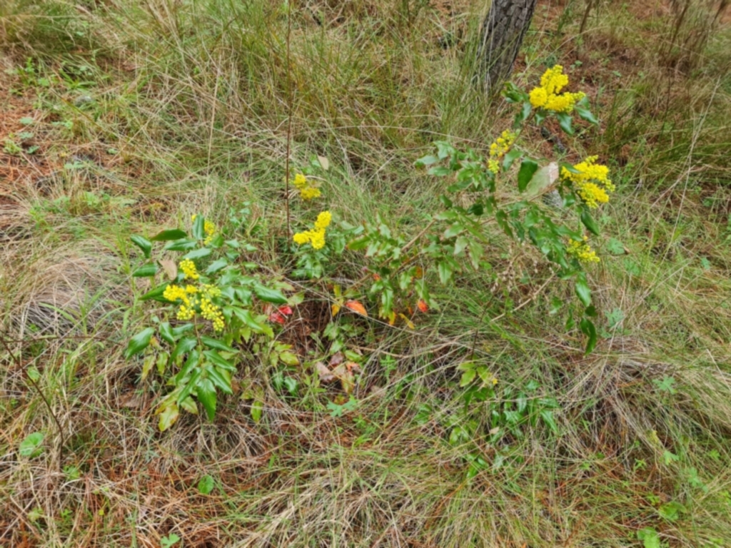 Berberis aquifolium at Jerrabomberra, ACT - 22 Sep 2022