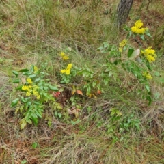 Berberis aquifolium (Oregon Grape) at Isaacs Ridge and Nearby - 22 Sep 2022 by Mike