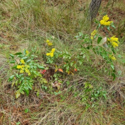 Berberis aquifolium (Oregon Grape) at Isaacs Ridge and Nearby - 22 Sep 2022 by Mike