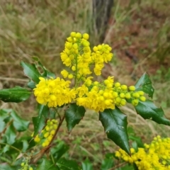 Berberis aquifolium at Jerrabomberra, ACT - 22 Sep 2022