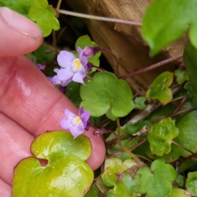 Cymbalaria muralis subsp. muralis (Ivy-leaved Toadflax) at Bungendore, NSW - 22 Sep 2022 by clarehoneydove