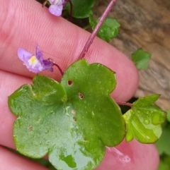 Cymbalaria muralis subsp. muralis at Bungendore, NSW - 22 Sep 2022