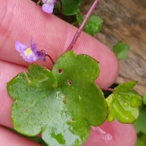 Cymbalaria muralis subsp. muralis at Bungendore, NSW - 22 Sep 2022