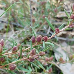 Hibbertia calycina at Hawker, ACT - 20 Sep 2022