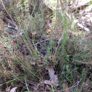 Hibbertia calycina at Hawker, ACT - 20 Sep 2022