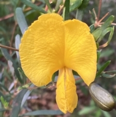 Gompholobium latifolium (Golden Glory Pea, Giant Wedge-pea) at Wandandian, NSW - 21 Sep 2022 by AnneG1