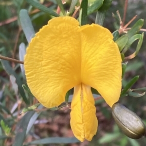 Gompholobium latifolium at Wandandian, NSW - 21 Sep 2022 10:37 AM