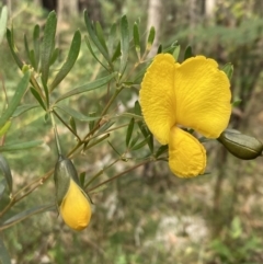 Gompholobium latifolium at Wandandian, NSW - 21 Sep 2022 10:37 AM