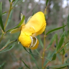 Gompholobium latifolium at Wandandian, NSW - 21 Sep 2022 10:37 AM