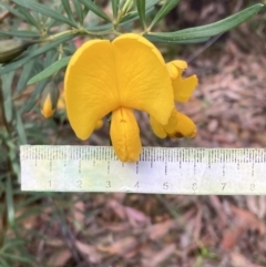 Gompholobium latifolium at Wandandian, NSW - 21 Sep 2022