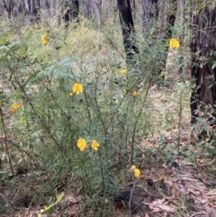 Gompholobium latifolium at Wandandian, NSW - 21 Sep 2022 10:37 AM