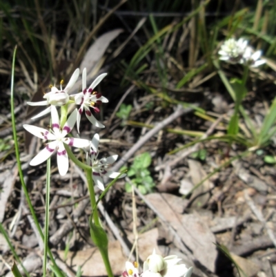 Wurmbea dioica subsp. dioica (Early Nancy) at The Pinnacle - 20 Sep 2022 by sangio7