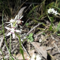 Wurmbea dioica subsp. dioica (Early Nancy) at Hawker, ACT - 20 Sep 2022 by sangio7