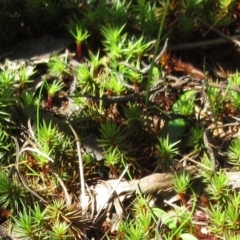 Polytrichaceae at Hawker, ACT - 20 Sep 2022 by sangio7