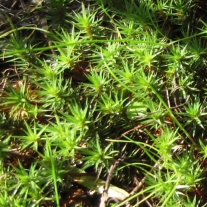 Polytrichaceae sp. (family) at Hawker, ACT - 20 Sep 2022 12:30 PM