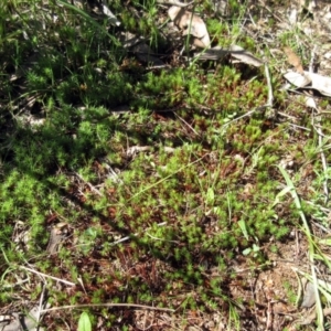 Polytrichaceae sp. (family) at Hawker, ACT - 20 Sep 2022 12:30 PM