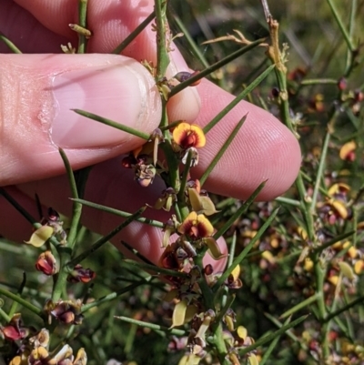 Daviesia genistifolia (Broom Bitter Pea) at Indigo Valley, VIC - 20 Sep 2022 by Darcy