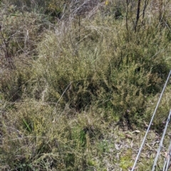 Daviesia genistifolia at Indigo Valley, VIC - 20 Sep 2022