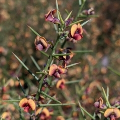 Daviesia genistifolia (Broom Bitter Pea) at Indigo Valley, VIC - 20 Sep 2022 by Darcy