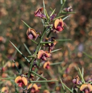 Daviesia genistifolia at Indigo Valley, VIC - 20 Sep 2022