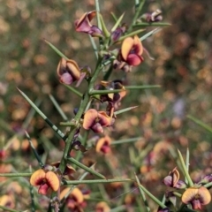 Daviesia genistifolia at Indigo Valley, VIC - 20 Sep 2022