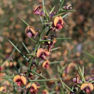 Daviesia genistifolia at Indigo Valley, VIC - 20 Sep 2022