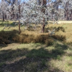 Daviesia genistifolia at Indigo Valley, VIC - 20 Sep 2022