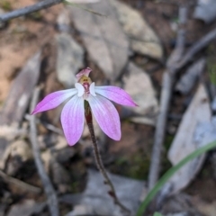 Caladenia fuscata (Dusky Fingers) at Indigo Valley, VIC - 20 Sep 2022 by Darcy