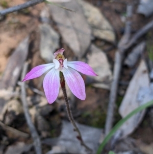 Caladenia fuscata at Indigo Valley, VIC - suppressed