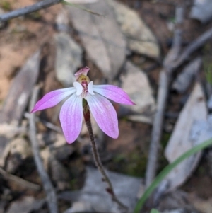 Caladenia fuscata (Dusky fingers) at suppressed by Darcy