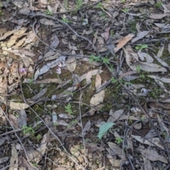 Caladenia fuscata at Indigo Valley, VIC - 20 Sep 2022