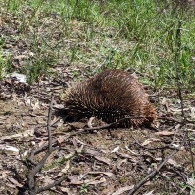 Tachyglossus aculeatus (Short-beaked Echidna) at Chiltern, VIC - 20 Sep 2022 by Darcy