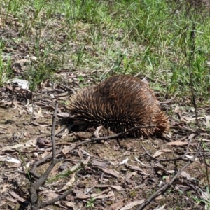 Tachyglossus aculeatus (Short-beaked Echidna) at Chiltern, VIC by Darcy