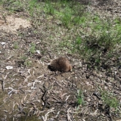 Tachyglossus aculeatus at Chiltern, VIC - 20 Sep 2022