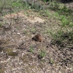 Tachyglossus aculeatus at Chiltern, VIC - 20 Sep 2022 11:51 AM