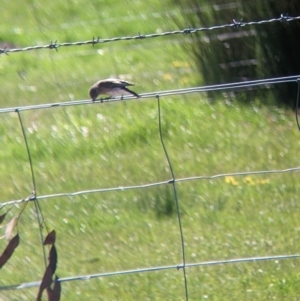 Microeca fascinans at Indigo Valley, VIC - suppressed