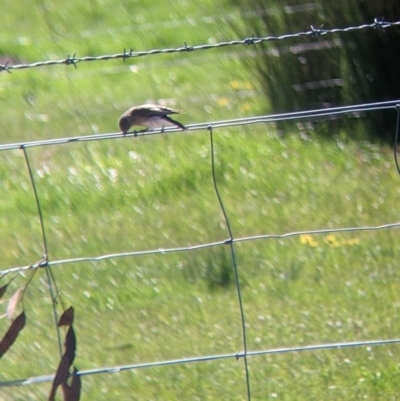 Microeca fascinans (Jacky Winter) at Indigo Valley, VIC - 20 Sep 2022 by Darcy