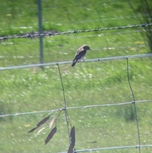 Microeca fascinans at Indigo Valley, VIC - suppressed