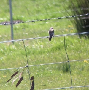 Microeca fascinans at Indigo Valley, VIC - suppressed