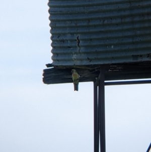 Platycercus elegans flaveolus at Indigo Valley, VIC - 20 Sep 2022