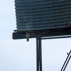 Platycercus elegans flaveolus at Indigo Valley, VIC - 20 Sep 2022