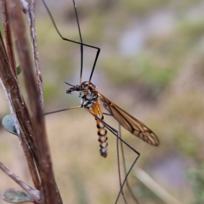 Ischnotoma (Ischnotoma) rubriventris (A crane fly) at QPRC LGA - 22 Sep 2022 by clarehoneydove
