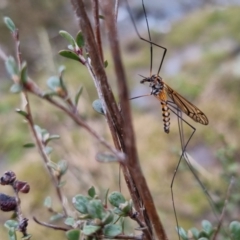 Ischnotoma (Ischnotoma) rubriventris at Bungendore, NSW - 22 Sep 2022 04:00 PM