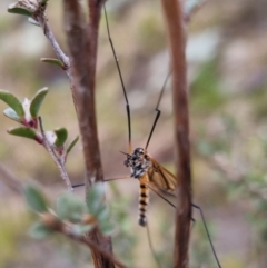 Ischnotoma (Ischnotoma) rubriventris at Bungendore, NSW - 22 Sep 2022