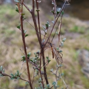 Ischnotoma (Ischnotoma) rubriventris at Bungendore, NSW - 22 Sep 2022 04:00 PM