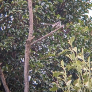 Rhipidura albiscapa at North Albury, NSW - suppressed