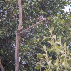 Rhipidura albiscapa at North Albury, NSW - 21 Sep 2022