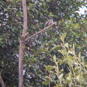 Rhipidura albiscapa at North Albury, NSW - suppressed